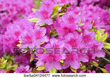 Stock Photo - Pink Rhododendron flowers (Rhododendron sp), North Rhine-Westphalia, Germany, Europe. Fotosearch