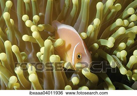 Pink skunk clownfish or pink anemonefish (Amphiprion perideraion), Boholsee, Cebu, Philippines, Asia View Large Photo Image Stock Photograph - Pink skunk clownfish or pink anemonefish (Amphiprion perideraion), Boholsee, Cebu, Philippines, Asia. Fotosearch