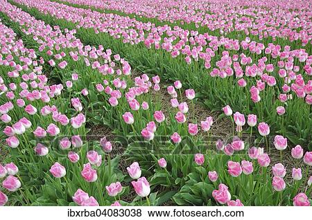 Pink tulips (Tulipa), field, North Rhine-Westphalia, Germany, Europe View Large Photo Image Stock Photo - Pink tulips (Tulipa), field, North Rhine-Westphalia, Germany, Europe. Fotosearch