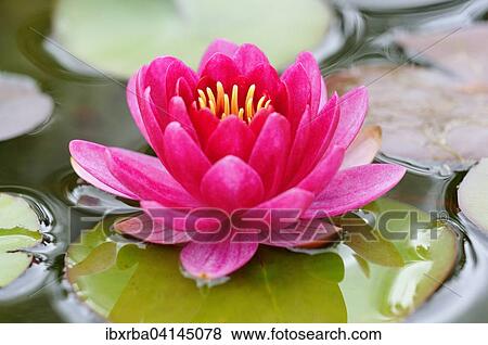 Pink water lily (Nymphaea), North Rhine-Westphalia, Germany, Europe View Large Photo Image Stock Photo - Pink water lily (Nymphaea), North Rhine-Westphalia, Germany, Europe. Fotosearch