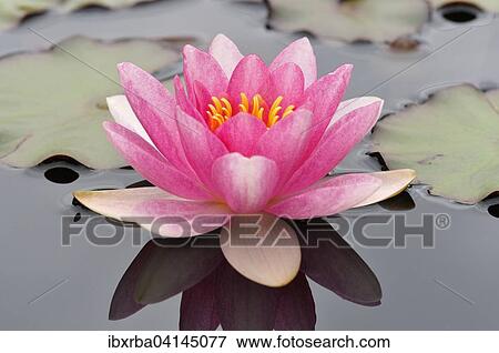 Pink water lily (Nymphaea) with reflection on a lake, North Rhine-Westphalia, Germany, Europe View Large Photo Image Stock Photo - Pink water lily (Nymphaea) with reflection on a lake, North Rhine-Westphalia, Germany, Europe. Fotosearch