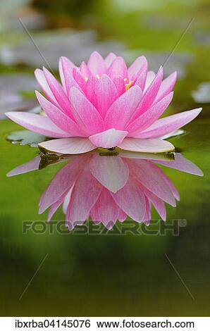 Pink water lily (Nymphaea) with reflection on a lake, North Rhine-Westphalia, Germany, Europe View Large Photo Image Stock Photograph - Pink water lily (Nymphaea) with reflection on a lake, North Rhine-Westphalia, Germany, Europe. Fotosearch
