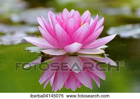 Pink water lily (Nymphaea) with reflection on a lake, North Rhine-Westphalia, Germany, Europe View Large Photo Image Stock Photography - Pink water lily (Nymphaea) with reflection on a lake, North Rhine-Westphalia, Germany, Europe. Fotosearch