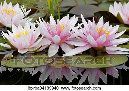 Stock Image - Pinky white water lilies (Nymphaea sp. ) with reflection in the water, North Rhine-Westphalia, Germany, Europe. Fotosearch