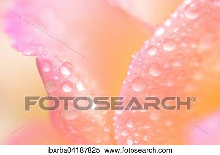 Pinky yellow rose (Rosa sp. ), petals with dew drops, North Rhine-Westphalia, Germany, Europe View Large Photo Image Stock Photography - Pinky yellow rose (Rosa sp. ), petals with dew drops, North Rhine-Westphalia, Germany, Europe. Fotosearch