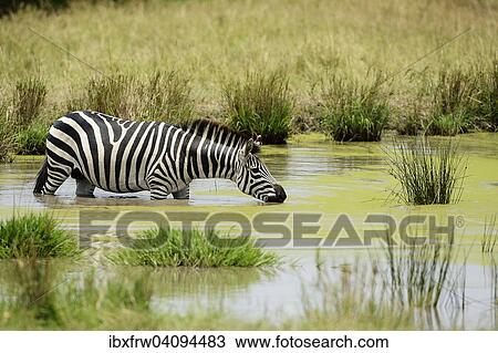 Plains Zebra (Equus guagga), drinking, standing in water, Maasai Mara National Reserve, Kenya, Africa View Large Photo Image Stock Image - Plains Zebra (Equus guagga), drinking, standing in water, Maasai Mara National Reserve, Kenya, Africa. Fotosearch