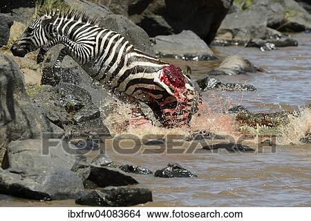 Plains Zebra (Equus guagga), mortally wounded by crocodile attack, jumping on shore, Mara River, Masai Mara National Reserve, Kenya, Africa View Large Photo Image Picture - Plains Zebra (Equus guagga), mortally wounded by crocodile attack, jumping on shore, Mara River, Masai Mara National Reserve, Kenya, Africa. Fotosearch