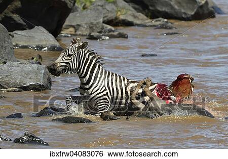 Plains Zebra (Equus guagga), mortally wounded by crocodile attack, running ashore, Nile crocodile (Crocodylus niloticus), with bloody, open mouth, Mara River, Masai Mara National Reserve, Kenya, Africa View Large Photo Image Stock Photograph - Plains Zebra (Equus guagga), mortally wounded by crocodile attack, running ashore, Nile crocodile (Crocodylus niloticus), with bloody, open mouth, Mara River, Masai Mara National Reserve, Kenya, Africa. Fotosearch