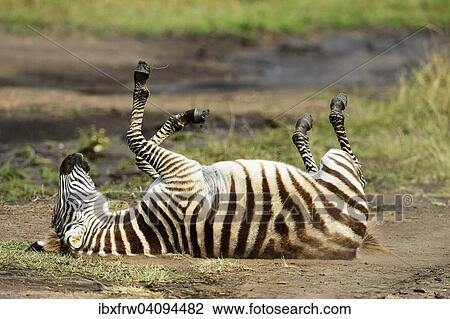 Plains Zebra (Equus guagga), young, rolling in the sand, lying on back, Maasai Mara National Reserve, Kenya, Africa View Large Photo Image Stock Image - Plains Zebra (Equus guagga), young, rolling in the sand, lying on back, Maasai Mara National Reserve, Kenya, Africa. Fotosearch
