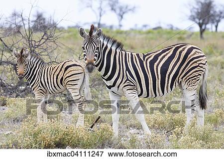 Plains Zebra (Equus quagga), female with foal, Etosha National Park, Namibia, Africa View Large Photo Image Stock Photo - Plains Zebra (Equus quagga), female with foal, Etosha National Park, Namibia, Africa. Fotosearch
