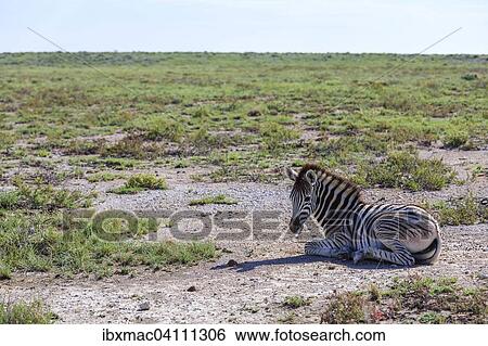 Plains Zebra (Equus quagga), foal, Etosha National Park, Namibia, Africa View Large Photo Image Stock Photograph - Plains Zebra (Equus quagga), foal, Etosha National Park, Namibia, Africa. Fotosearch