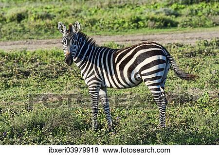 Stock Photo - Plains Zebra (Equus quagga), Serengeti, Tanzania, Africa. Fotosearch