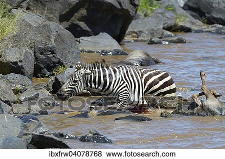 Plains Zebra (Equus quagga), (Crocodylus niloticus), trying to reach the bank after having being attacked by a Nile crocodile, wildebeest carcass in the water, Mara River, Masai Mara National Reserve, Kenya, Africa View Large Photo Image Stock Photo - Plains Zebra (Equus quagga), (Crocodylus niloticus), trying to reach the bank after having being attacked by a Nile crocodile, wildebeest carcass in the water, Mara River, Masai Mara National Reserve, Kenya, Africa. Fotosearch