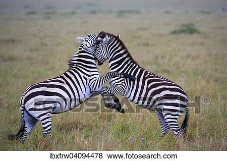 Stock Photo - Plains Zebras (Equus guagga), fighting, Maasai Mara National Reserve, Kenya, Africa. Fotosearch