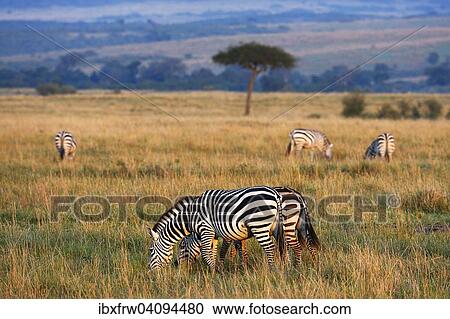 Plains Zebras (Equus guagga), in the morning light, behind an umbrella acacia tree, open steppe, Maasai Mara National Reserve, Kenya, Africa View Large Photo Image Stock Image - Plains Zebras (Equus guagga), in the morning light, behind an umbrella acacia tree, open steppe, Maasai Mara National Reserve, Kenya, Africa. Fotosearch