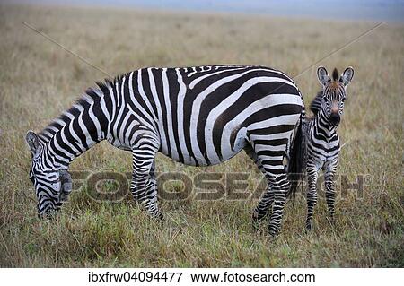 Plains Zebras (Equus guagga), mare and foal, the foal seeking protection from its mother, Maasai Mara National Reserve, Kenya, Africa View Large Photo Image Stock Photo - Plains Zebras (Equus guagga), mare and foal, the foal seeking protection from its mother, Maasai Mara National Reserve, Kenya, Africa. Fotosearch