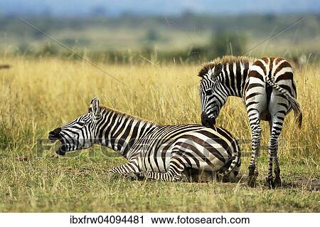 Plains Zebras (Equus guagga), mare, calling, with foal, Maasai Mara National Reserve, Kenya, Africa View Large Photo Image Stock Image - Plains Zebras (Equus guagga), mare, calling, with foal, Maasai Mara National Reserve, Kenya, Africa. Fotosearch