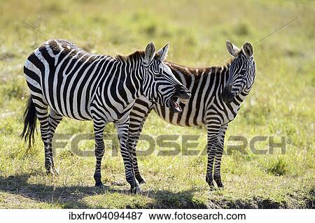 Stock Photo - Plains Zebras (Equus guagga), mare, whinnying, with young, Maasai Mara National Reserve, Kenya, Africa. Fotosearch