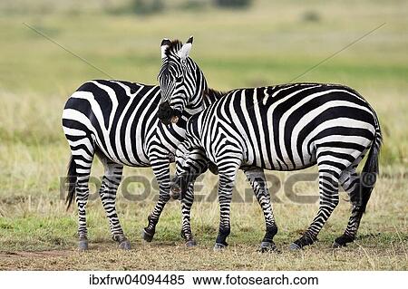 Stock Photography - Plains Zebras (Equus guagga), play fighting, Maasai Mara National Reserve, Kenya, Africa. Fotosearch