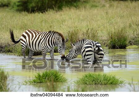 Plains Zebras (Equus guagga) standing in water, Maasai Mara National Reserve, Kenya, Africa View Large Photo Image Picture - Plains Zebras (Equus guagga) standing in water, Maasai Mara National Reserve, Kenya, Africa. Fotosearch