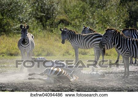 Plains Zebras (Equus guagga), two animals rolling around in the sand, Maasai Mara National Reserve, Kenya, Africa View Large Photo Image Stock Photograph - Plains Zebras (Equus guagga), two animals rolling around in the sand, Maasai Mara National Reserve, Kenya, Africa. Fotosearch