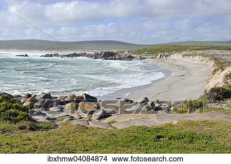 Picture - Plankiesbaai, West Coast National Park, Langebaan, Western Cape, South Africa, Africa. Fotosearch