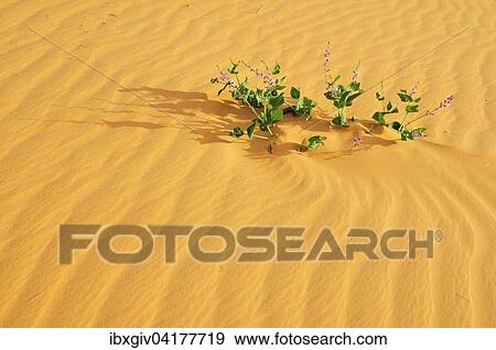 Plant in desert sand, route from Atar to Tidjikja, Adrar region, Mauritania, Africa View Large Photo Image Stock Photo - Plant in desert sand, route from Atar to Tidjikja, Adrar region, Mauritania, Africa. Fotosearch