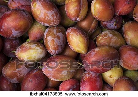 Plums (Prunus sp. ), La Palma, Canary Islands, Spain, Europe View Large Photo Image Stock Photography - Plums (Prunus sp. ), La Palma, Canary Islands, Spain, Europe. Fotosearch