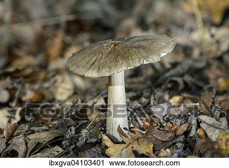 Stock Image - Pluteus podospileus (Pluteus podospileus), Switzerland, Europe. Fotosearch