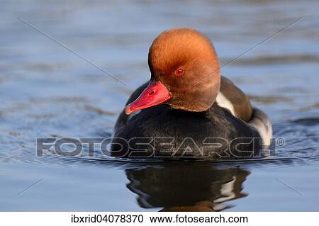 Pochard (Netta Rufina), drake, North Rhine-Westphalia, Germany, Europe View Large Photo Image Stock Image - Pochard (Netta Rufina), drake, North Rhine-Westphalia, Germany, Europe. Fotosearch