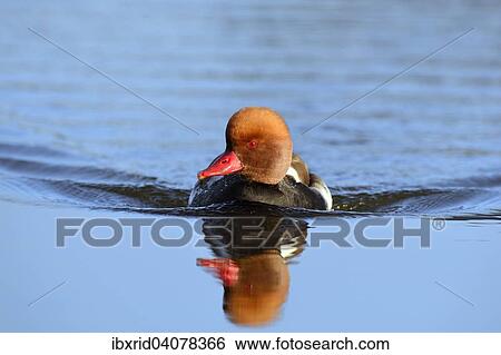 Pochard (Netta Rufina), drake, North Rhine-Westphalia, Germany, Europe View Large Photo Image Stock Photograph - Pochard (Netta Rufina), drake, North Rhine-Westphalia, Germany, Europe. Fotosearch