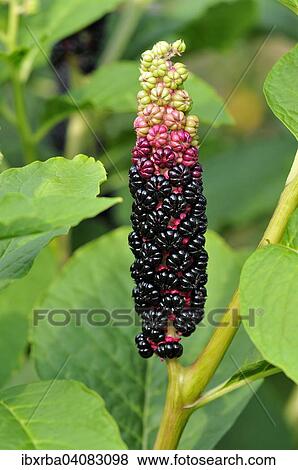 Pokeweed (Phytolacca acinosa), fruit stand, North Rhine-Westphalia, Germany, Europe View Large Photo Image Stock Photo - Pokeweed (Phytolacca acinosa), fruit stand, North Rhine-Westphalia, Germany, Europe. Fotosearch
