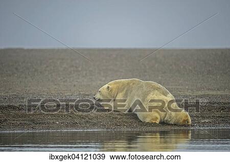 Polar bear (Ursus maritimus), gravel island, Kaktovik, Barter Iceland, Beaufort Sea, Alaska, USA View Large Photo Image Stock Photo - Polar bear (Ursus maritimus), gravel island, Kaktovik, Barter Iceland, Beaufort Sea, Alaska, USA. Fotosearch