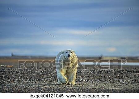 Stock Photography - Polar bear (Ursus maritimus), gravel island, Kaktovik, Barter Iceland, Beaufort Sea, Alaska, USA. Fotosearch