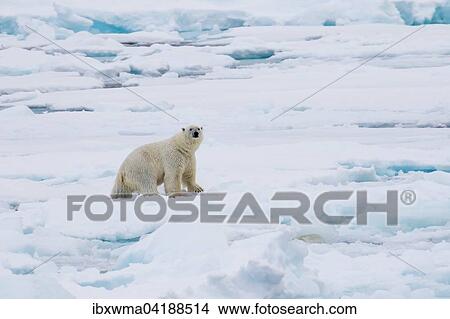 Polar Bear (Ursus maritimus) on pack-ice, Spitsbergen, Norway, Europe View Large Photo Image Picture - Polar Bear (Ursus maritimus) on pack-ice, Spitsbergen, Norway, Europe. Fotosearch