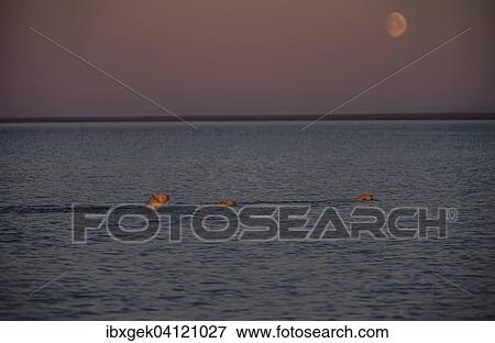 Stock Photo - Polar bear (Ursus maritimus) with two young animals in the sea, moon, Kaktovik, Barter Iceland, Beaufort Sea, Alaska, USA. Fotosearch