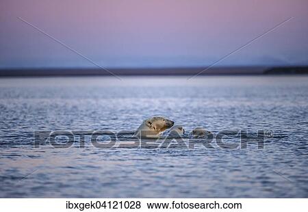 Polar bear (Ursus maritimus) with two young animals in the sea, Kaktovik, Barter Iceland, Beaufort Sea, Alaska, USA View Large Photo Image Stock Photo - Polar bear (Ursus maritimus) with two young animals in the sea, Kaktovik, Barter Iceland, Beaufort Sea, Alaska, USA. Fotosearch