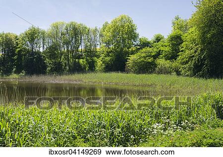 Pond with reed banks, Jasmund National Park, UNESCO World Heritage Site, Rugen, Mecklenburg-Western Pomerania, Germany, Europe View Large Photo Image Stock Photo - Pond with reed banks, Jasmund National Park, UNESCO World Heritage Site, Rugen, Mecklenburg-Western Pomerania, Germany, Europe. Fotosearch