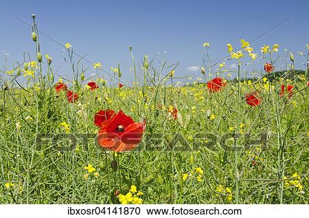 Poppies in a field of rape, Putbus, Rugen, Mecklenburg Vorpommern, Deutschland View Large Photo Image Stock Image - Poppies in a field of rape, Putbus, Rugen, Mecklenburg Vorpommern, Deutschland. Fotosearch