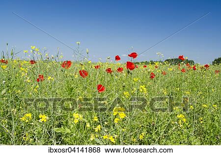 Poppies in a field of rape, Putbus, Rugen, Mecklenburg Vorpommern, Deutschland View Large Photo Image Stock Photo - Poppies in a field of rape, Putbus, Rugen, Mecklenburg Vorpommern, Deutschland. Fotosearch