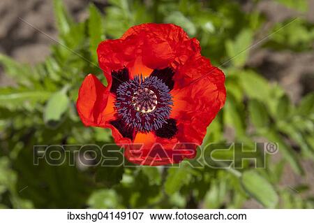 Poppy flower (Papaver rhoeas), Germany, Europe View Large Photo Image Stock Photo - Poppy flower (Papaver rhoeas), Germany, Europe. Fotosearch