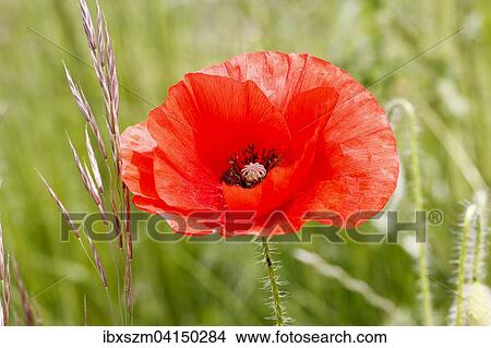 Poppy flower (Papaver rhoeas) in a cornfield, Canton of Thurgau, Switzerland, Europe View Large Photo Image Picture - Poppy flower (Papaver rhoeas) in a cornfield, Canton of Thurgau, Switzerland, Europe. Fotosearch