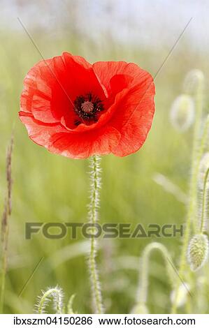Poppy flower (Papaver rhoeas) in a cornfield, Canton of Thurgau, Switzerland, Europe View Large Photo Image Stock Photograph - Poppy flower (Papaver rhoeas) in a cornfield, Canton of Thurgau, Switzerland, Europe. Fotosearch
