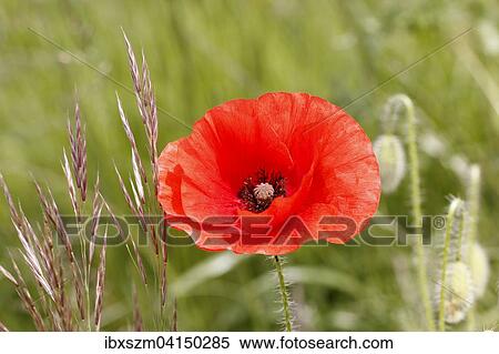Poppy flower (Papaver rhoeas) in a cornfield, Canton of Thurgau, Switzerland, Europe View Large Photo Image Stock Photography - Poppy flower (Papaver rhoeas) in a cornfield, Canton of Thurgau, Switzerland, Europe. Fotosearch