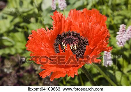 Poppy flower, red Papaver orientale Flamenco Dancer (Papaver pseudo-orientale), Canada, North America View Large Photo Image Stock Image - Poppy flower, red Papaver orientale Flamenco Dancer (Papaver pseudo-orientale), Canada, North America. Fotosearch