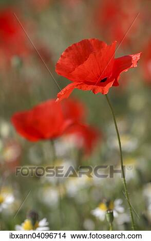 Picture - Poppy flowers (Papaver rhoeas), Rhineland-Palatinate, Germany, Europe. Fotosearch