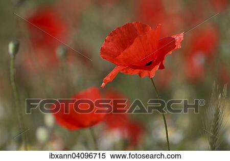 Poppy flowers (Papaver rhoeas), Rhineland-Palatinate, Germany, Europe View Large Photo Image Stock Photography - Poppy flowers (Papaver rhoeas), Rhineland-Palatinate, Germany, Europe. Fotosearch