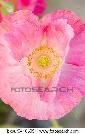 Poppy (Papaver) the shape of a heart View Large Photo Image Stock Image - Poppy (Papaver) the shape of a heart. Fotosearch