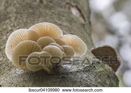 Porcelain fungus (Oudemansiella mucida) on a beech tree, Darss, Mecklenburg-Western Pomerania, Germany, Europe View Large Photo Image Stock Image - Porcelain fungus (Oudemansiella mucida) on a beech tree, Darss, Mecklenburg-Western Pomerania, Germany, Europe. Fotosearch