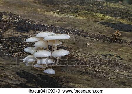 Porcelain fungus (Oudemansiella mucida) on a beech tree, Darss, Mecklenburg-Western Pomerania, Germany, Europe View Large Photo Image Stock Photo - Porcelain fungus (Oudemansiella mucida) on a beech tree, Darss, Mecklenburg-Western Pomerania, Germany, Europe. Fotosearch